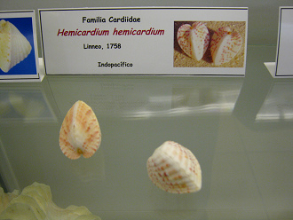 Hemicardium hemicardium