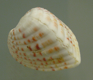 Hemicardium hemicardium, primer plano