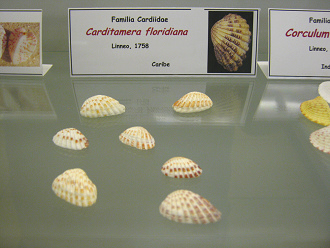 Carditamera floridiana