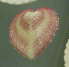 Corculum cardisa, primer plano 03