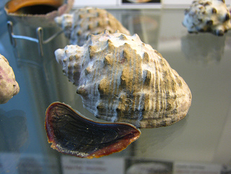 Purpura patula, Nahaufnahme