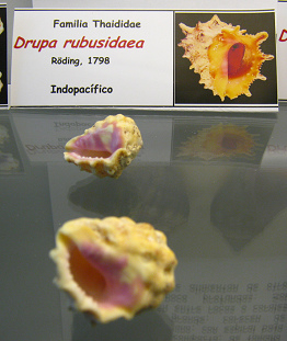 Drupa rubusidaea