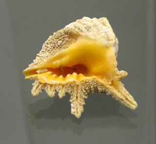 Drupa grossularia, Nahaufnahme