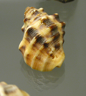 Mancinella mancinella, Nahaufnahme 01