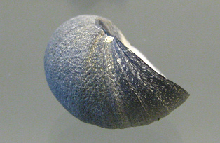 Nerita atramentosa, Nahaufnahme