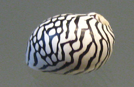 Puperita pupa, Nahaufnahme