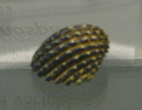 Nerita planospira, Nahaufnahme