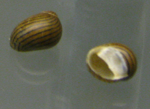 Neretina communis 01,
                                  Nahaufnahme