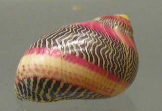 Neretina communis 02, Nahaufnahme