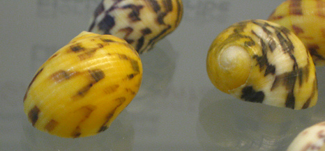 Nerita peloronta, Nahaufnahme