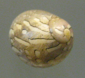 Neritina virginea, Nahaufnahme