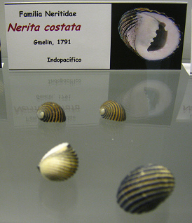 Nerita costata