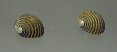 Nerita costata, Nahaufnahme