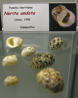 Nerita undata