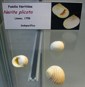 Nerita plicata