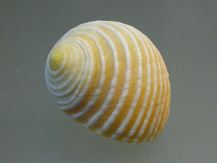 Nerita plicata, Nahaufnahme