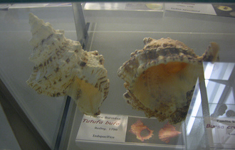 Tutufa bufo, Sicht von unten