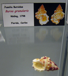 Bursa granularis 01