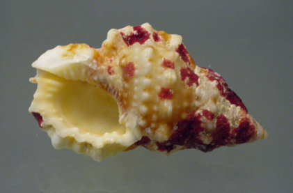 Bursa granularis 01, Nahaufnahme