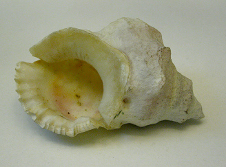 Bursa ventricosa, Nahaufnahme