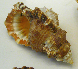 Bursa rubeta, Nahaufnahme