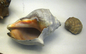 Thais biserialis, Nahaufnahme