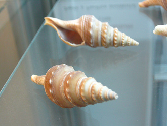 Turricula javanum, Nahaufnahme