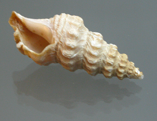 Ptychosyrinx chilensis, Nahaufnahme