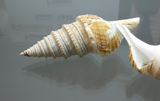 Gemmula speciosa, Nahaufnahme