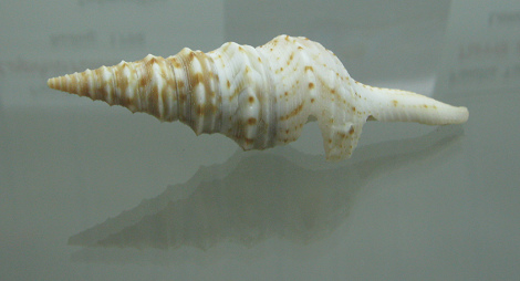 Lophiotoma indica, Nahaufnahme