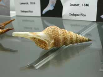 Gemmula kieneri, Nahaufnahme