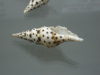 Turris babylonia, Nahaufnahme