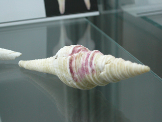 Polystira albida, Nahaufnahme