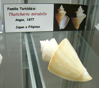 Thatcheria mirabilis