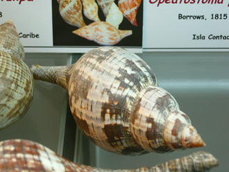 Fasciolaria tulipa, Nahaufnahme 02