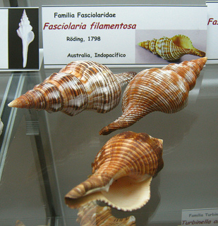 Fasciolaria filamentosa