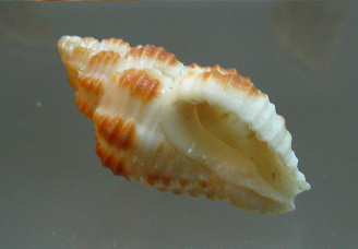 Latirus nagasakiensis, Nahaufnahme