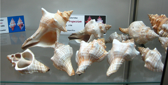 Pleuroploca trapezium, Totale