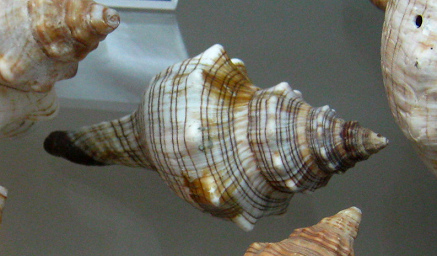 Pleuroploca trapezium, Nahaufnahme 01