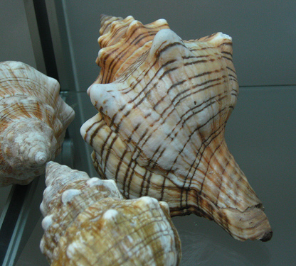 Pleuroploca trapezium, Nahaufnahme 02