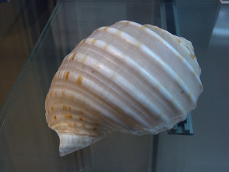 Tonna dolium, Nahaufnahme