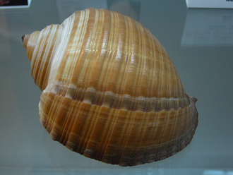 Tonna zonata, Nahaufnahme