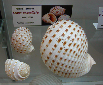 Tonna tessellata