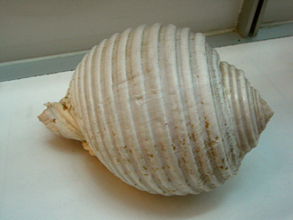 Malea ringens, Nahaufnahme 01