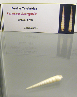 Terebra laevigata