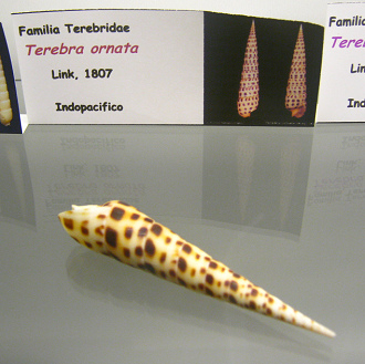 Terebra ornata