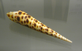 Terebra ornata, Nahaufnahme