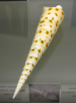 Terebra areolata, Nahaufnahme