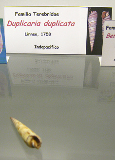 Duplicaria duplicata