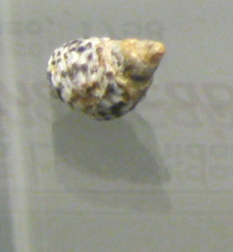 Littorina scabra, Nahaufnahme